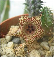 Huernia pillansii x transvalensis 1